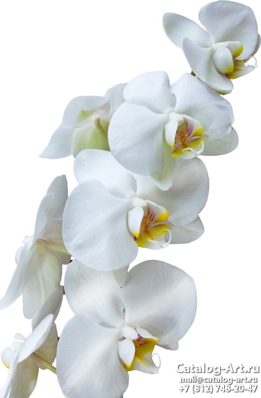 Натяжные потолки с фотопечатью - Белые орхидеи 15